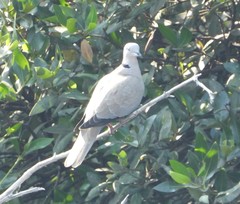 Streptopelia decaocto