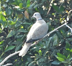 Streptopelia decaocto