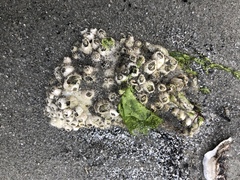 Amphibalanus eburneus