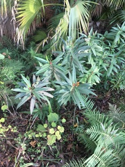 Asclepias curassavica image