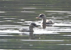 Tachybaptus ruficollis