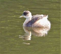 Tachybaptus ruficollis