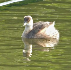 Tachybaptus ruficollis