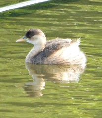 Tachybaptus ruficollis