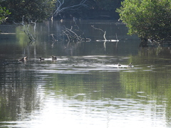 Tachybaptus ruficollis