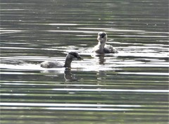 Tachybaptus ruficollis