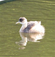 Tachybaptus ruficollis