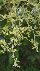 Heliocarpus