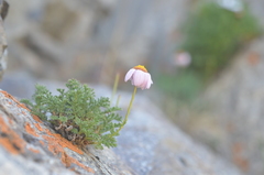 Richteria pyrethroides