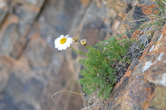 Richteria pyrethroides