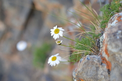 Richteria pyrethroides
