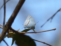 Paiwarria venulius