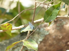 Paiwarria venulius