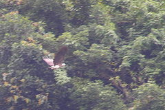 Haliaeetus ichthyaetus