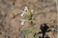 Dracocephalum nodulosum