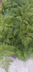 Davallia fejeensis