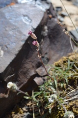 Silene graminifolia