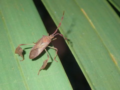 Chondrocera laticornis