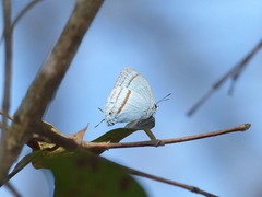 Paiwarria venulius