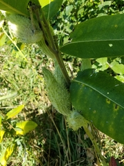 Asclepias syriaca