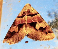 Drasteria pallescens