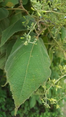 Heliocarpus