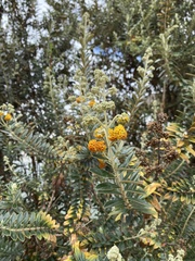 Buddleja coriacea