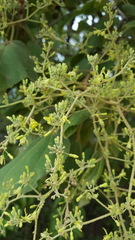 Heliocarpus