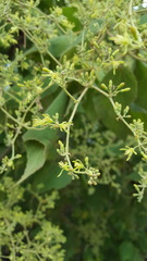 Heliocarpus