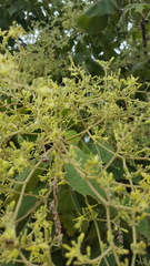Heliocarpus