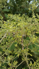 Heliocarpus