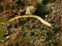 Festucalex kulbickii