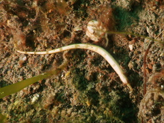 Festucalex kulbickii