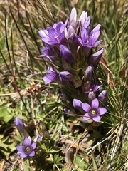 Gentianella ramosa