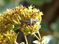 Udranomia kikkawai