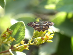 Udranomia kikkawai