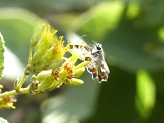 Udranomia kikkawai