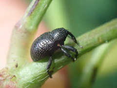 Chalcodermus aeneus