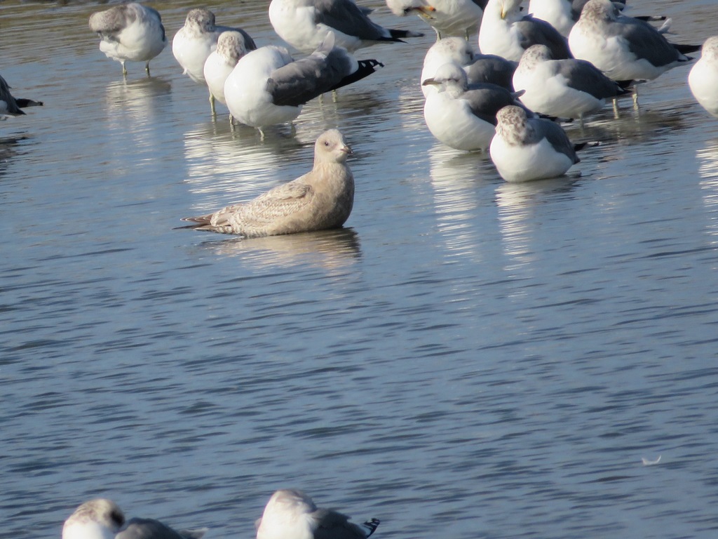 Short-billed Gull