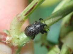 Chalcodermus aeneus