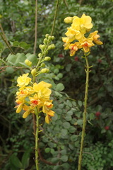 Erythrostemon mexicanus