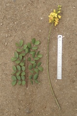 Erythrostemon mexicanus