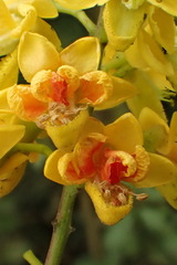 Erythrostemon mexicanus