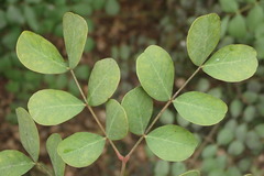 Erythrostemon mexicanus