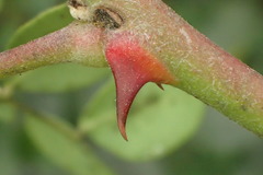 Erythrostemon mexicanus