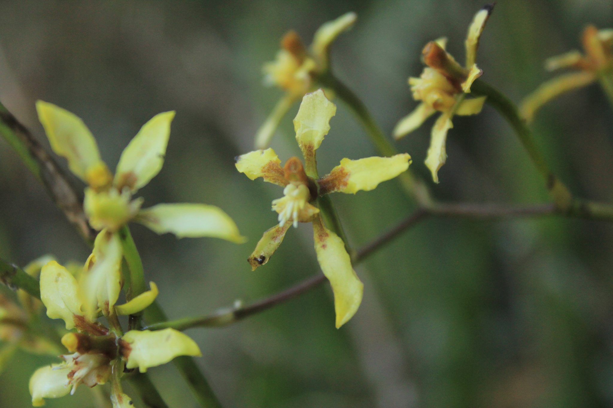 Cyrtochilum leucopterum (Rchb.f.) Dalström 4
