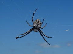 Backobourkia brouni