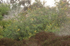 Erythrostemon mexicanus