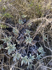 Dudleya cultrata