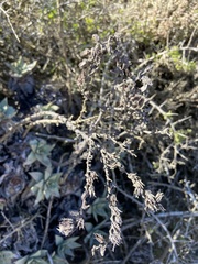 Dudleya cultrata